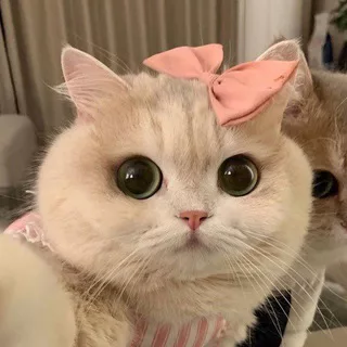 Китти