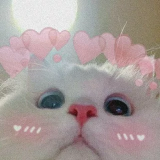 Котя Cards